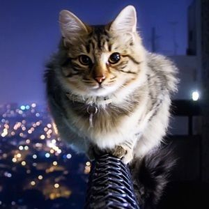 Meet your Posher, Lizzy